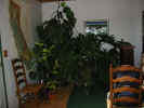 IMG_7442a.jpg (69415 bytes)