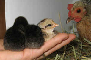 chooklet8.jpg (101163 bytes)
