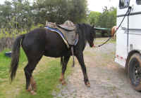 Jackit-first-saddling3.jpg (173618 bytes)