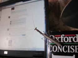 praying-mantis.jpg (59373 bytes)