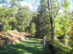 tree-felling1.jpg (228887 bytes)