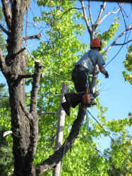 tree-felling4.jpg (192842 bytes)